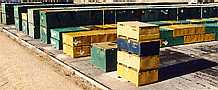 B-25 Box's at Envirocare's Clive Facility
Keywords: Envirocare of Utah Waste disposal site, Clive Site