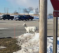 white_deer_at_argonne.jpg