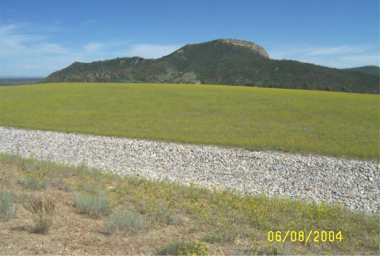 Durango Cell
Healthy vegetation on the disposal cell top.
