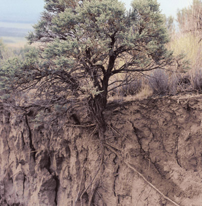 About 90,000 sagebrush seedlings were planted on the Fitzner/Eberhardt Arid Lands Ecology Reserve as part of revegetation efforts on the Reserve.
Keywords: Hanford Reservation, Richland, Washington