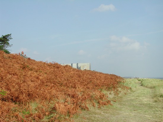 Sizewell A Suffolk UK
At this time of year the Bracken has turned a beautiful golden brown, in the background you can just see part of Sizewell A Nuclear power station.
Keywords: Sizewell A Suffolk UK