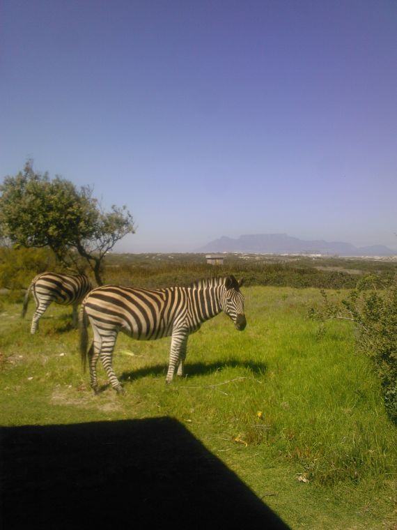 Koeberg
