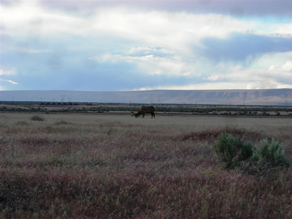 Hanford's Elk
One of those animals living on the range lands of Hanford.
