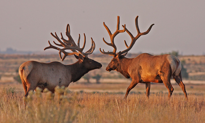 Hanford Elk
