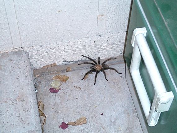 Not the biggest....but big enough
Creepy hairy things
Keywords: Sandia National Lab SNL