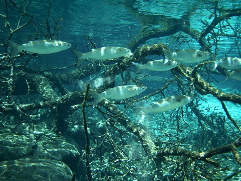 Ginnie Springs near Crystal River
