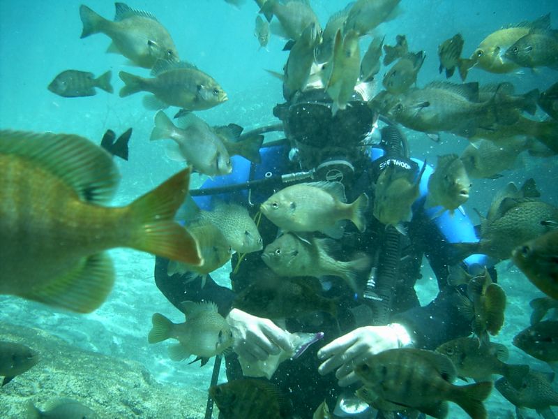 Ginnie Springs
