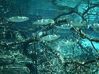 ginnie_springs_012.jpg