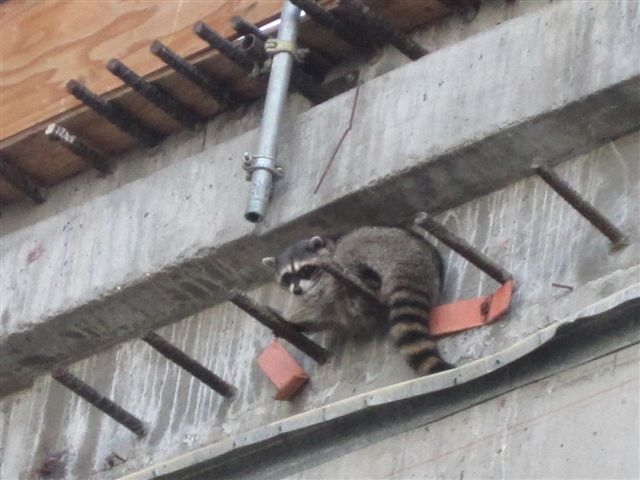 Racoon Treed on the 109
The west wall of the 109N found a racoon roosting there this morning..
