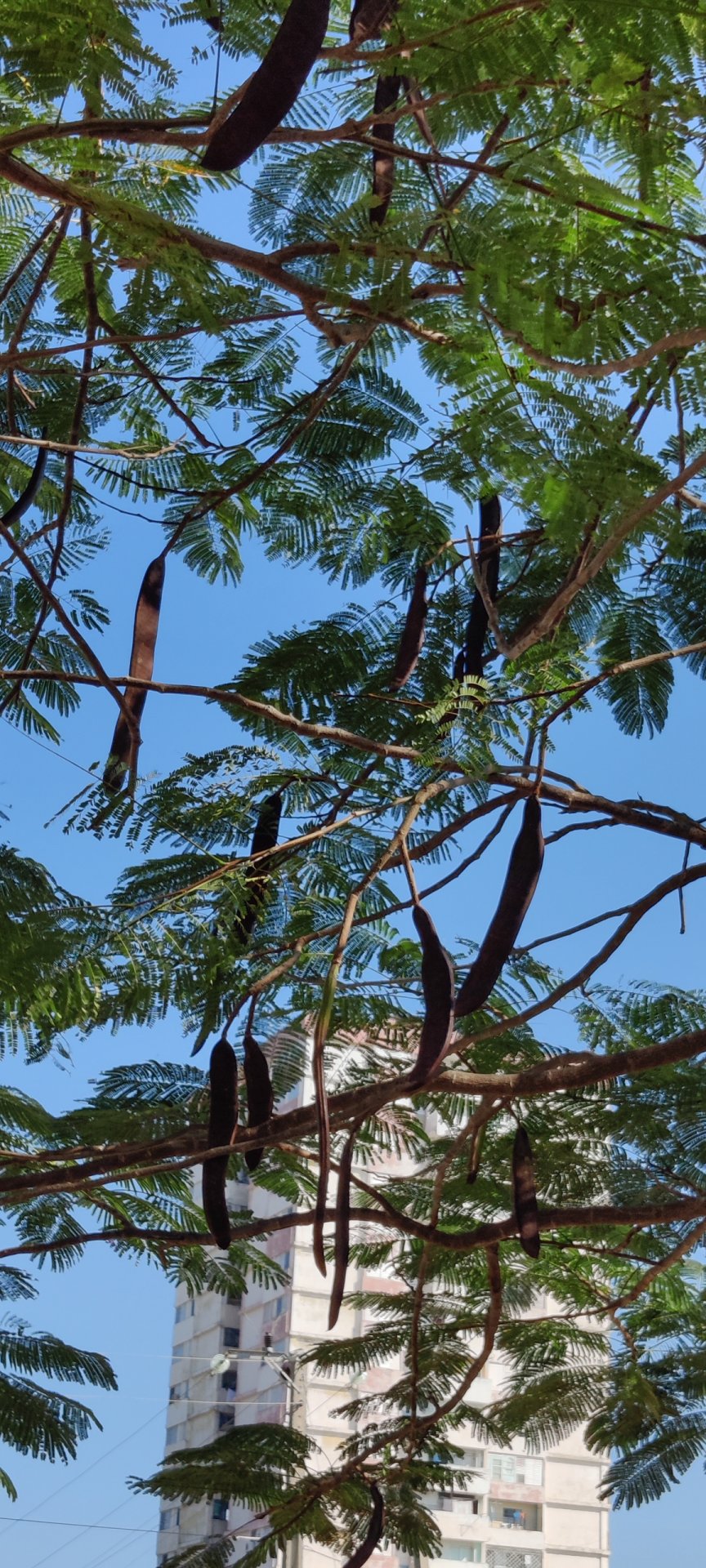 Click to view full size image
==============
Ciudad Nuclear-054
Keywords: Juragua Ciudad Nuclear-054
Keywords: Juragua